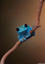 Tiny Fact Frog