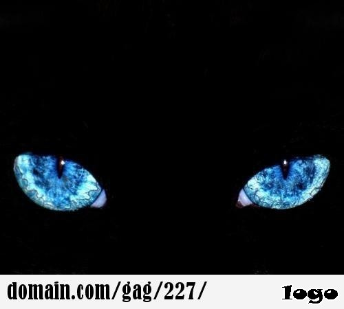 عيون القط الأزرق