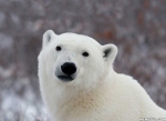 Popular Opinion Polar Bear