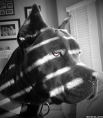 Noir Dog