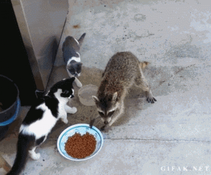 Raccoon Grabs a Handful of Cat Food and Runs Away