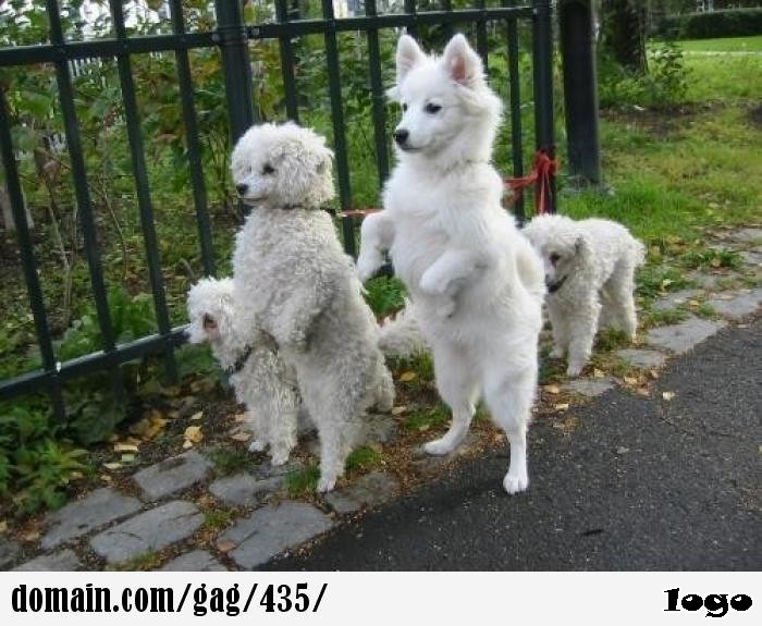 White dogs standing