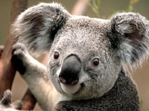 Это ебаная коала